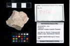Foto (Objekt + Etikett) von Prosopon sp.  (NHMW-GEO-2014-0194-0156)